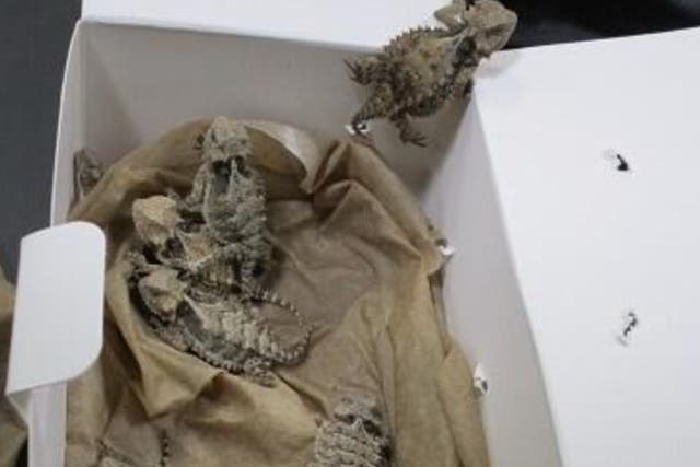 <p>The lizards found hidden on 25 February in an attempted smuggling </p>