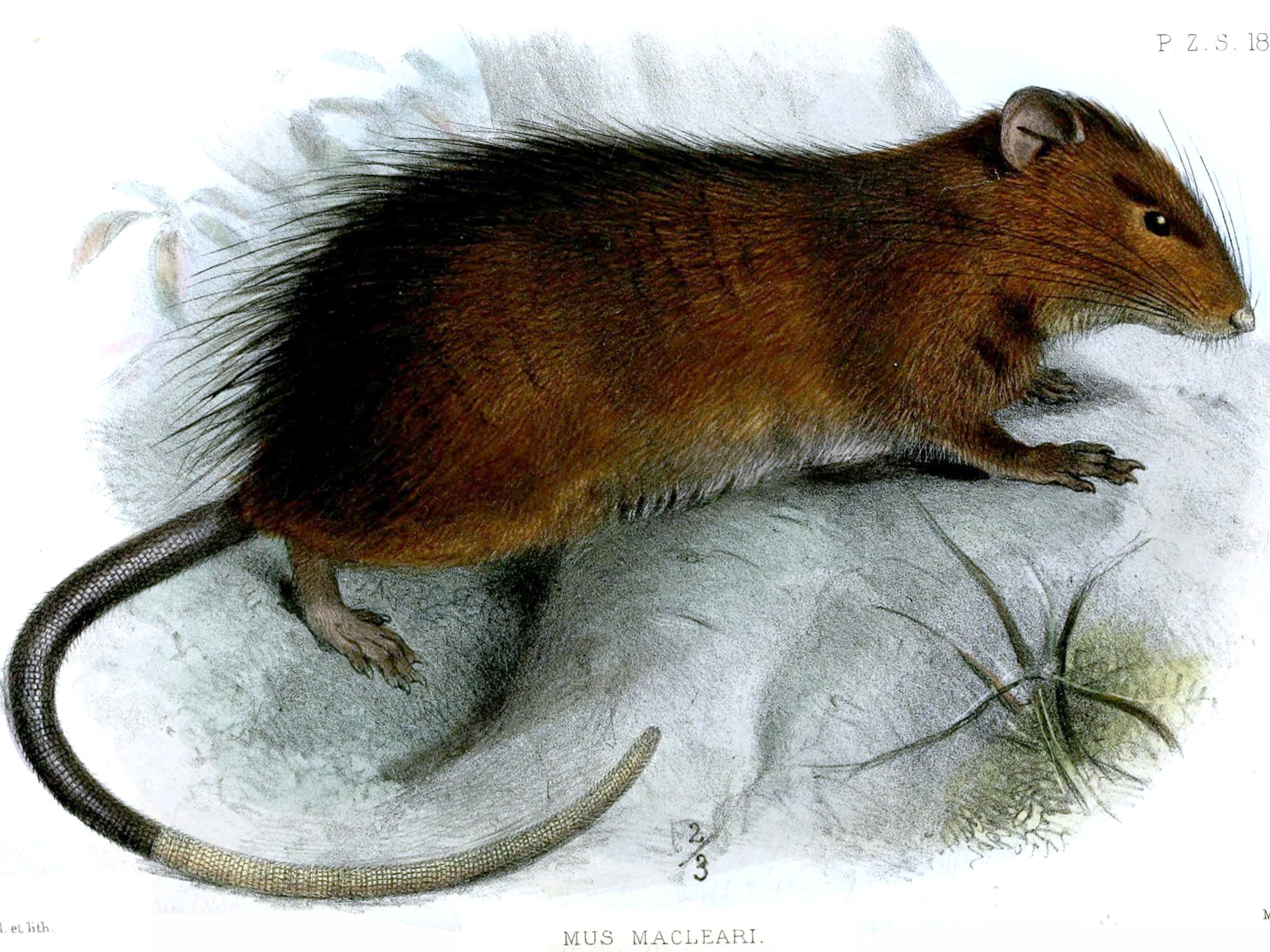 An adventure 120 years in the making: The Christmas Island rat was wiped out by European diseases in 1903