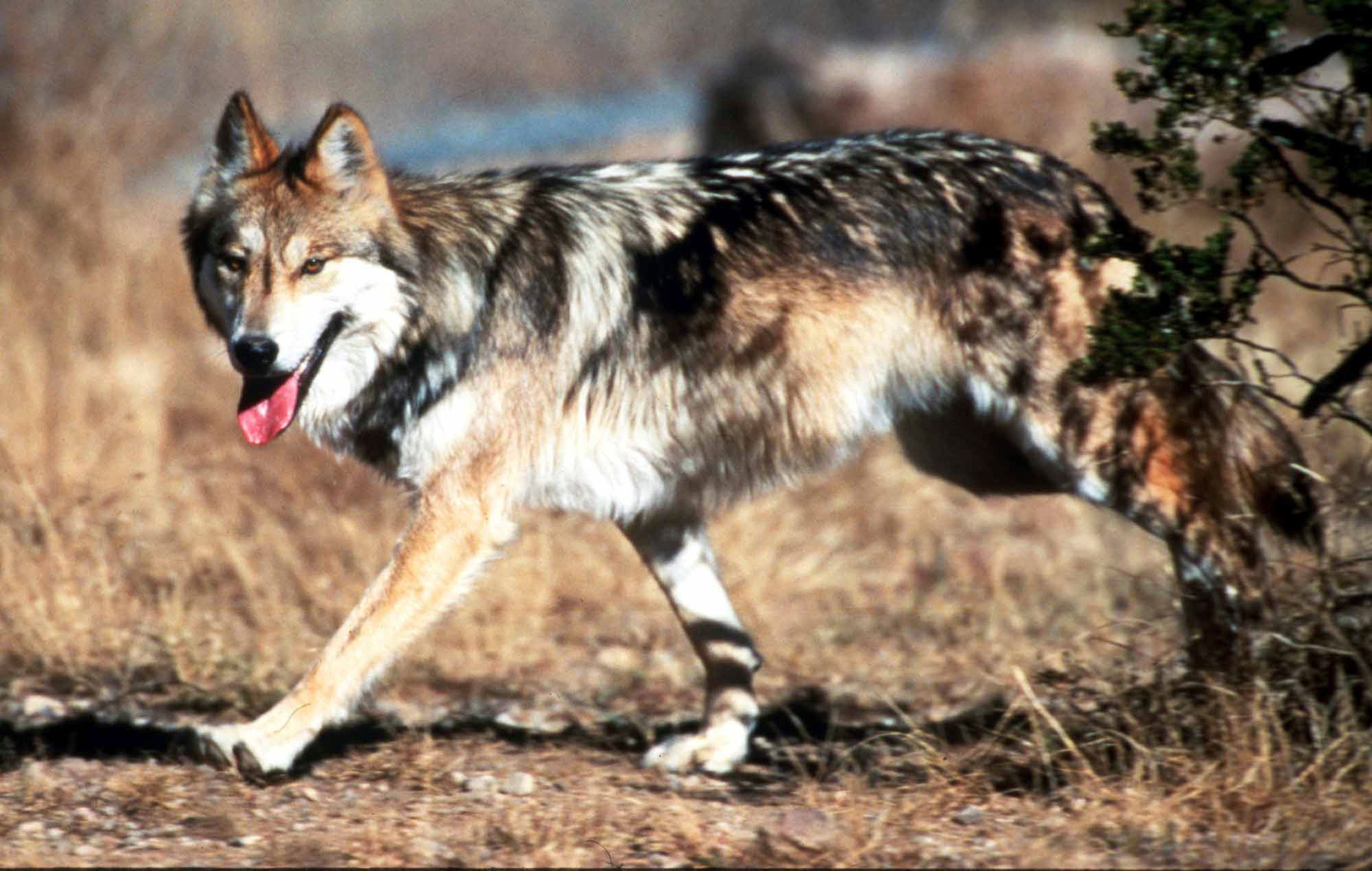 Endangered Wolves Mexico