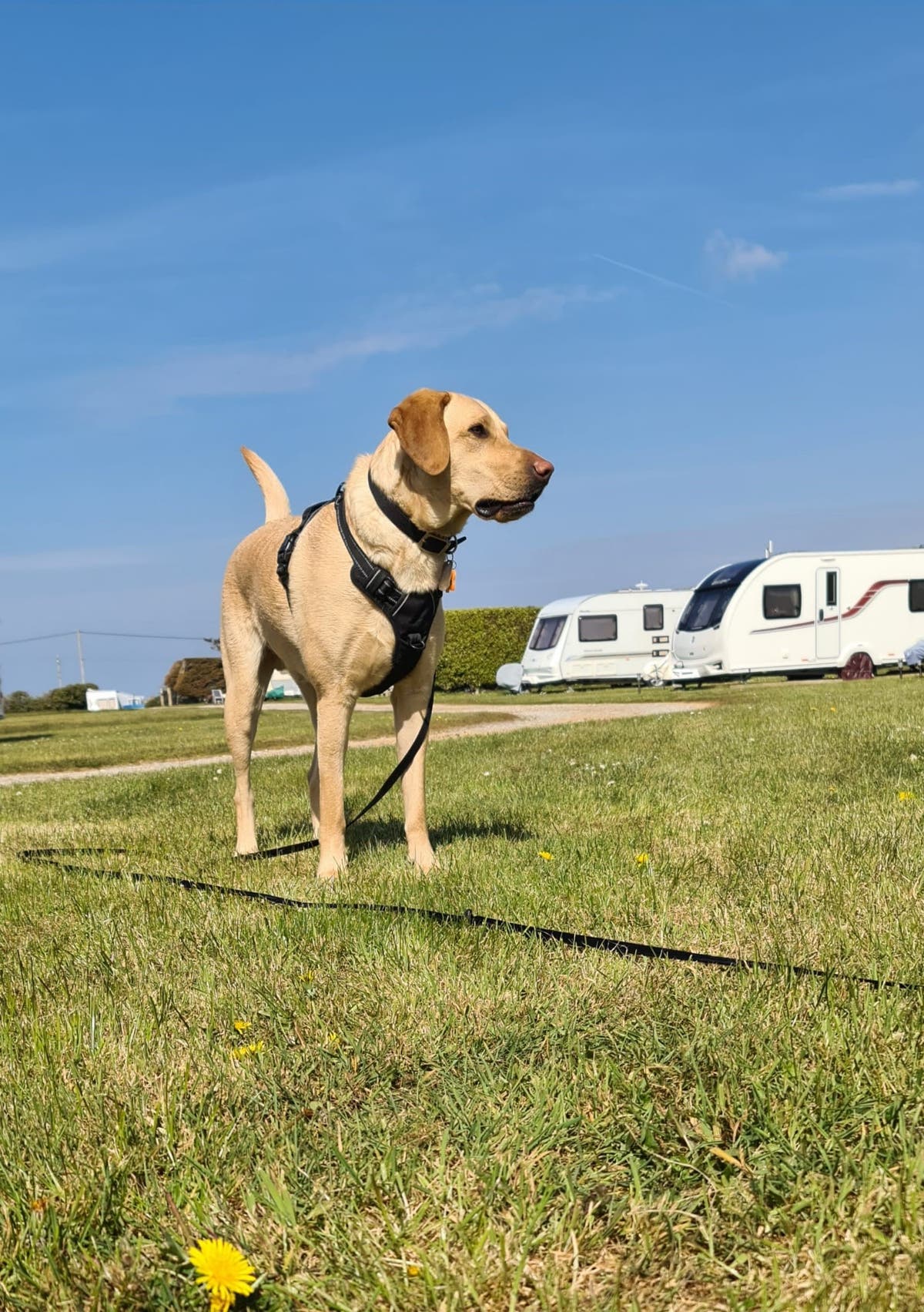 Dog turning on kitchen tap among more unusual canine-related insurance claims
