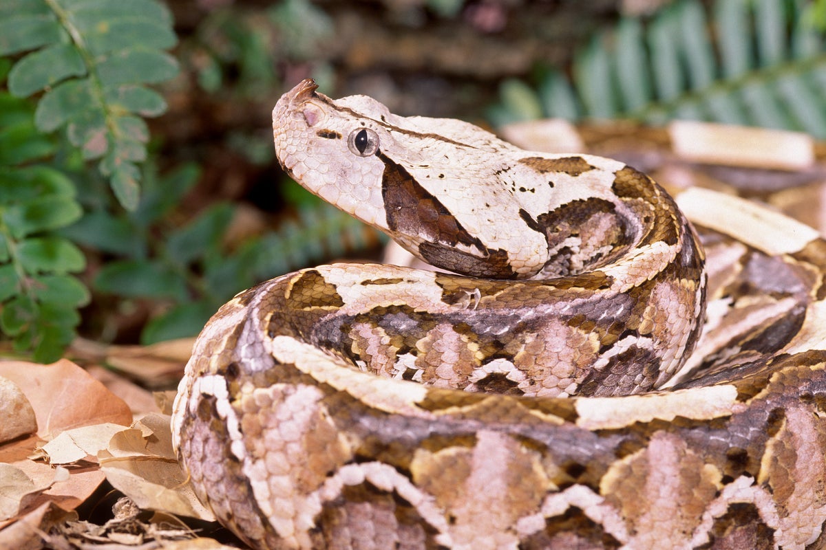 Terrified California residents warned to stay inside as deadly 5-foot African viper escapes