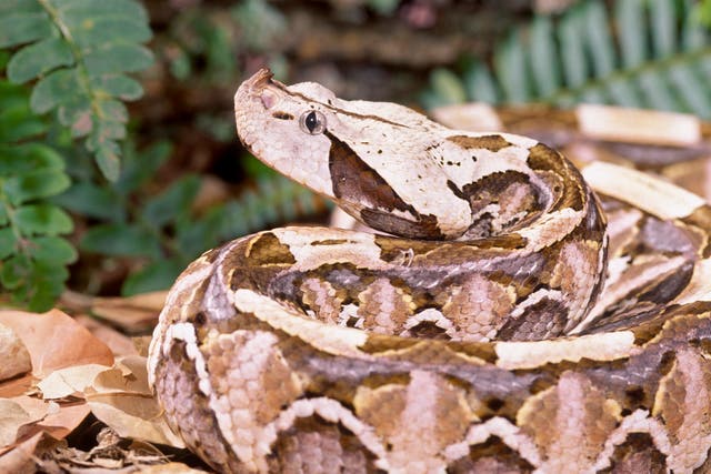 A Gaboon viper, a four- to five-foot-long snake, was last seen Monday in a tree in a residential neighborhood