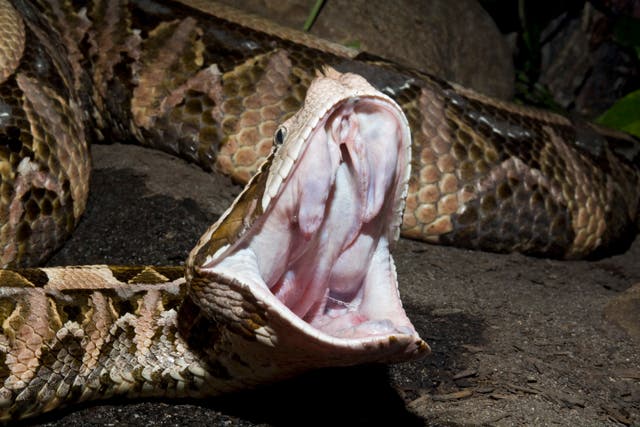 <p>A Gaboon viper showing its fangs </p>