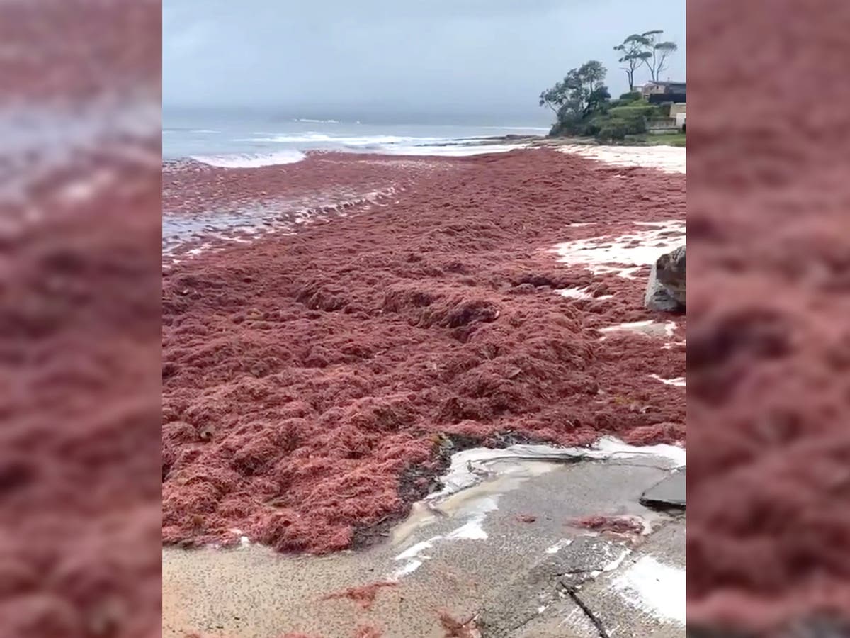 Kent kanal lommetørklæde Australia storms turns beach red with 'maggot-filled' algae | The  Independent