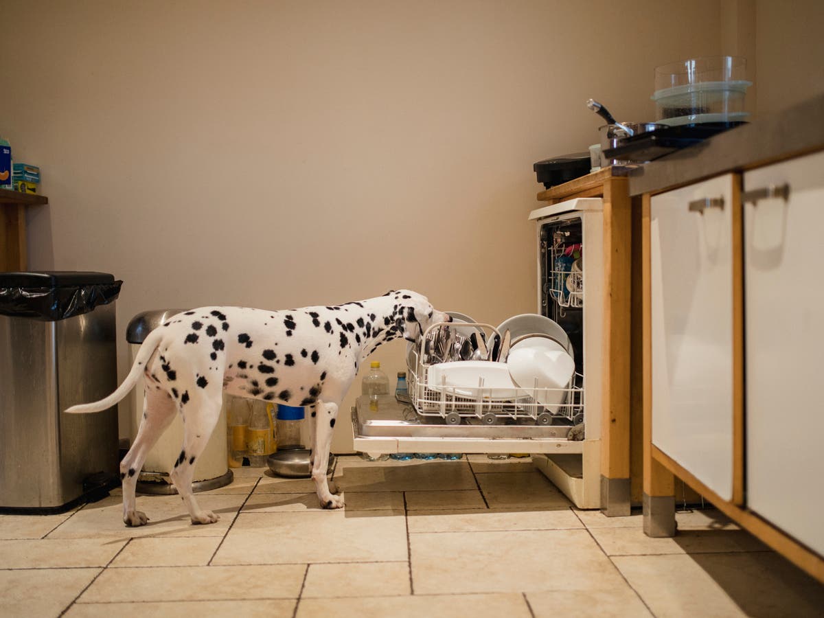 Naughty dogs caused 800 insurance claims in the UK last year