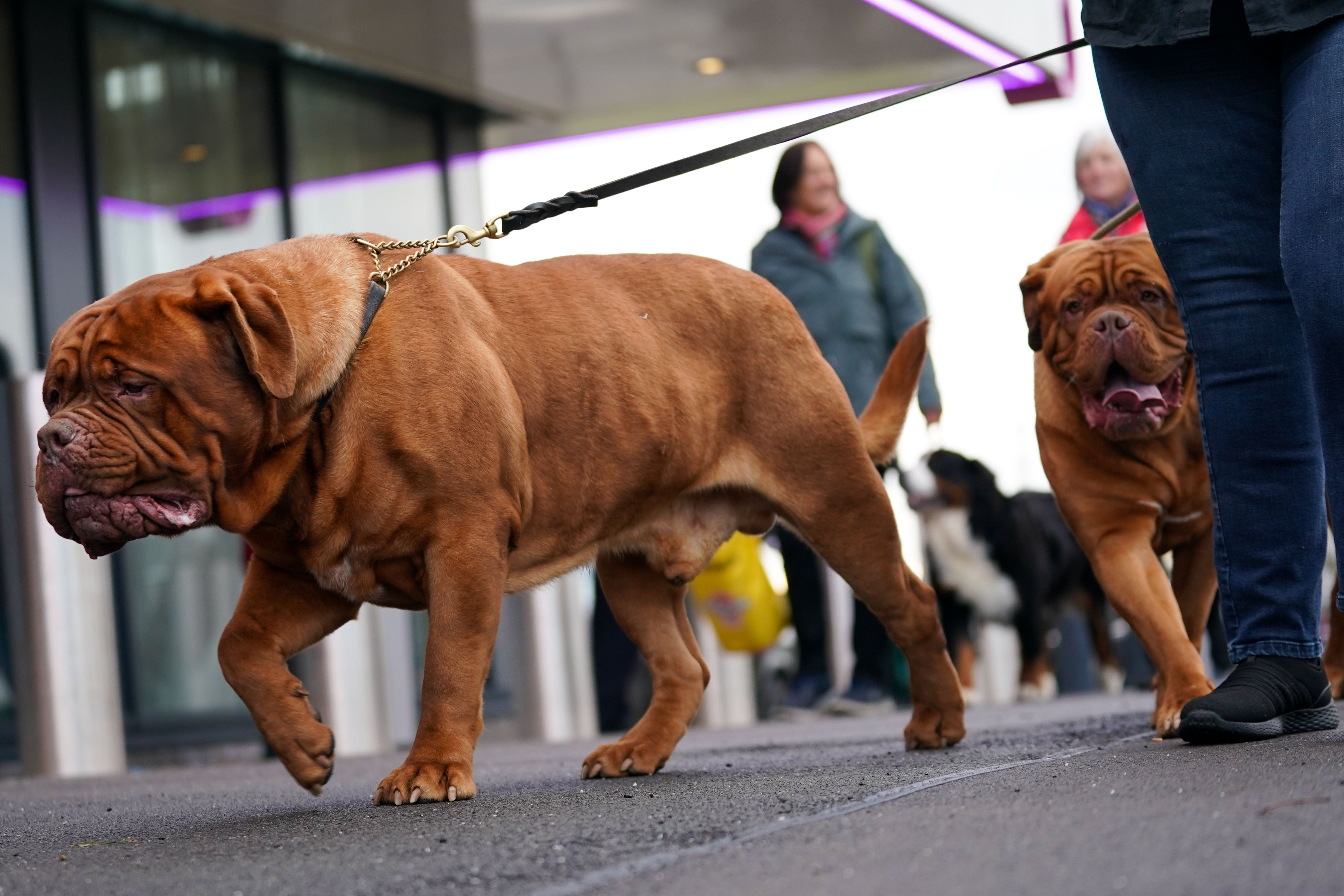 A couple of Dogue de Bordeaux were eager to see the show (Jacob King/PA)