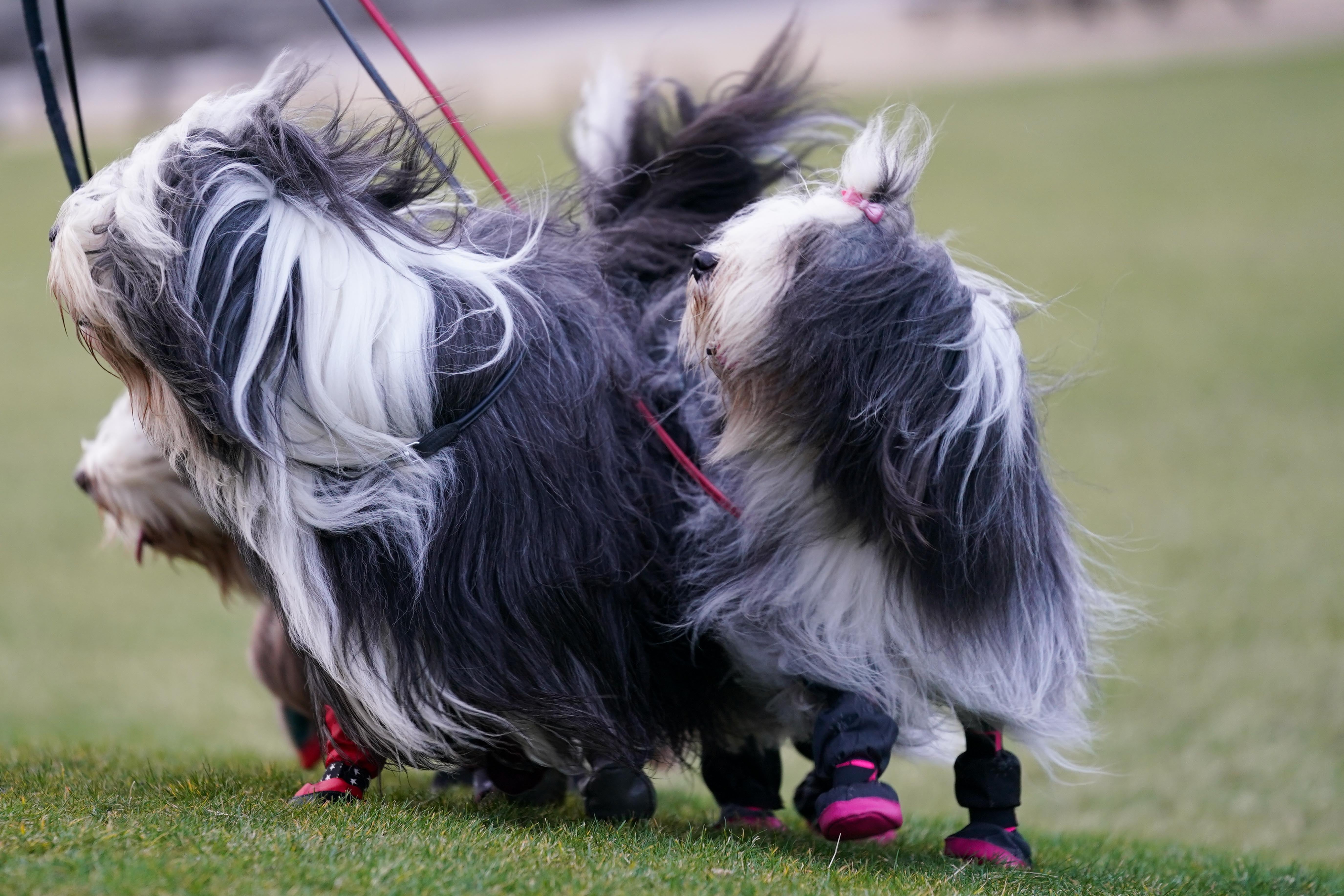 Bearded collies arrive at the Birmingham National Exhibition Centre (Jacob King/PA)