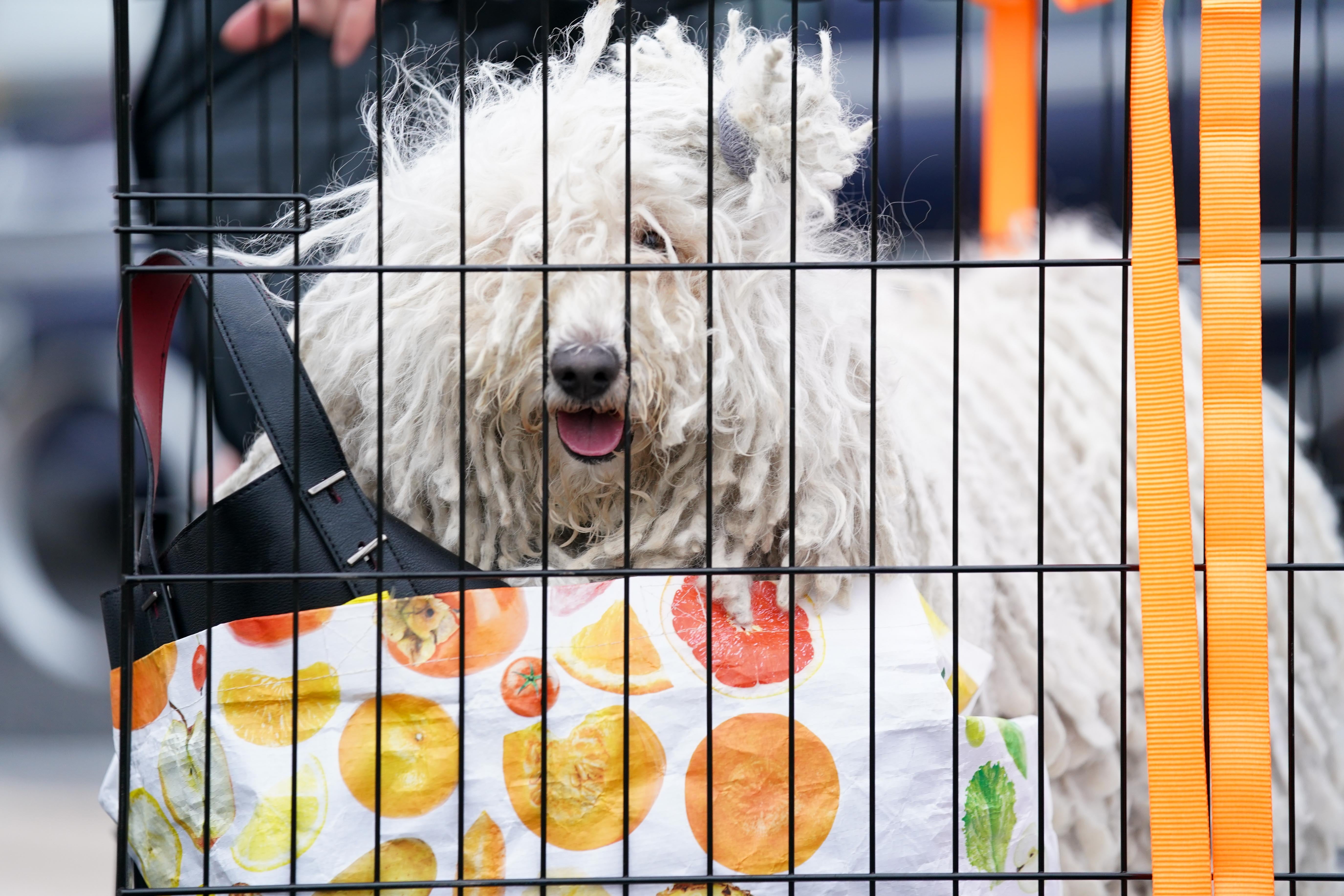 This Hungarian Puli looked to be enjoying the ride (Jacob King/PA)