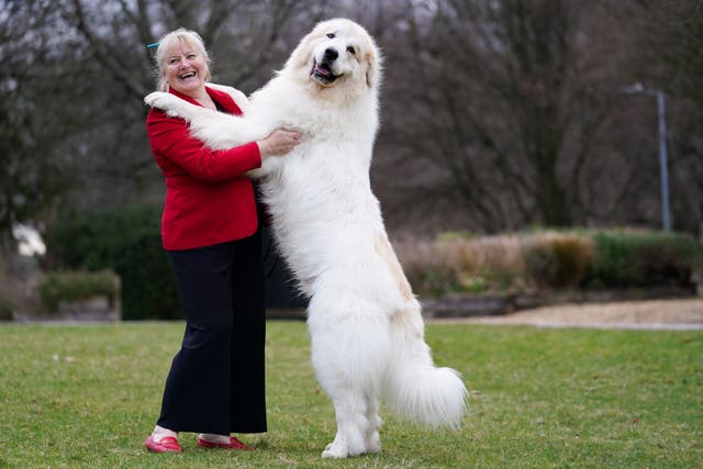 Susan Reilly and her Pyrenean Mountain Dog called Boris during the first day of the Crufts Dog Show at the Birmingham National Exhibition Centre (Jacob King/PA)