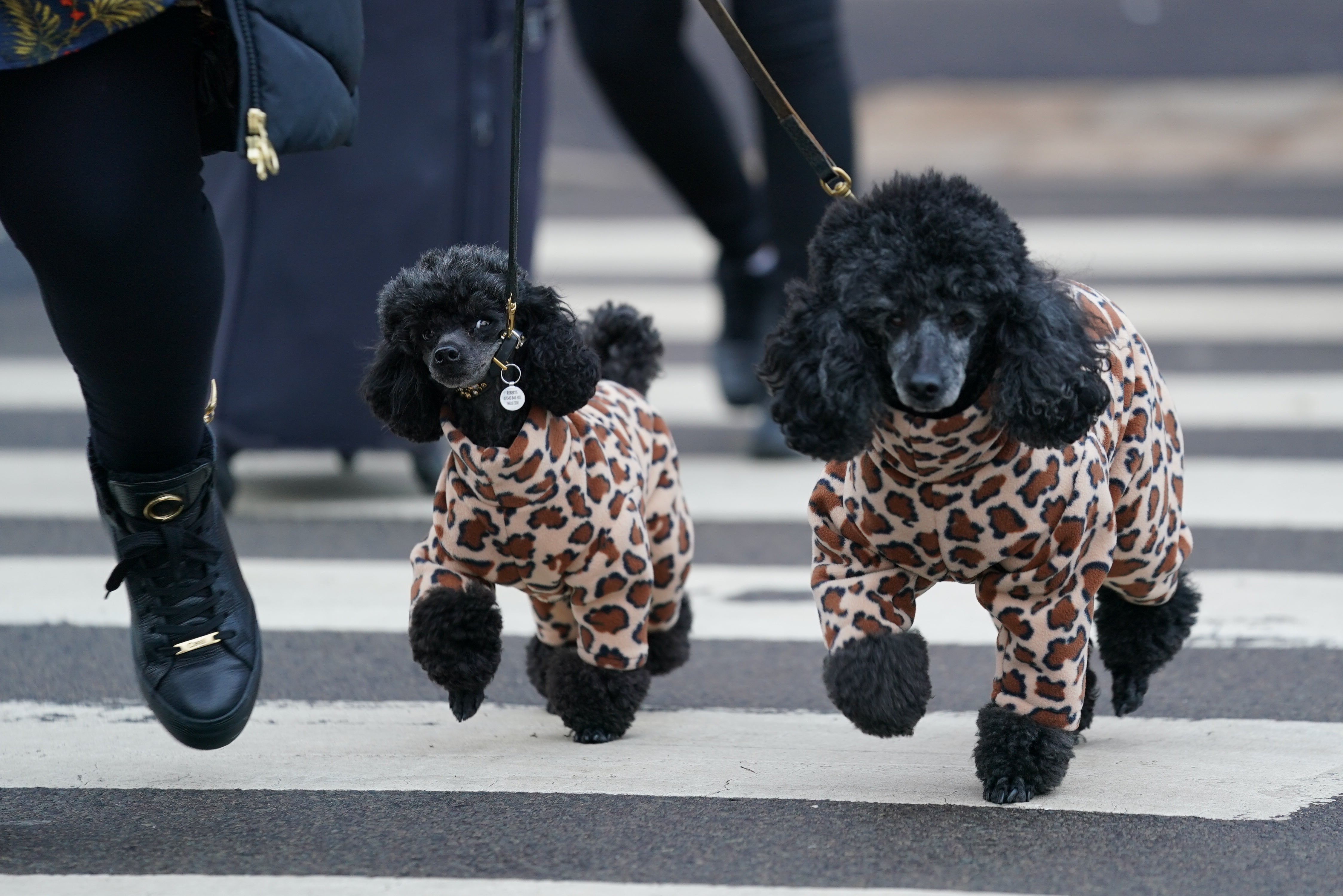Two miniature poodles on their way in to the first day of the Crufts Dog Show at the Birmingham National Exhibition Centre (Jacob King/PA)