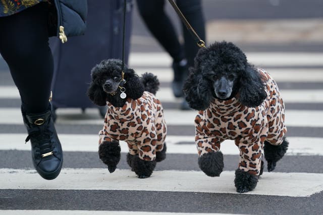 <p>Two miniature poodles on their way in to the first day of the Crufts Dog Show at the Birmingham National Exhibition Centre (Jacob King/PA)</p>