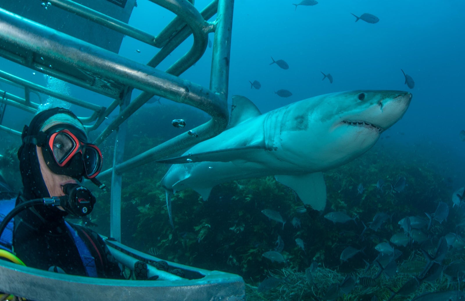 Australia’s most wanted: the much misunderstood great white shark