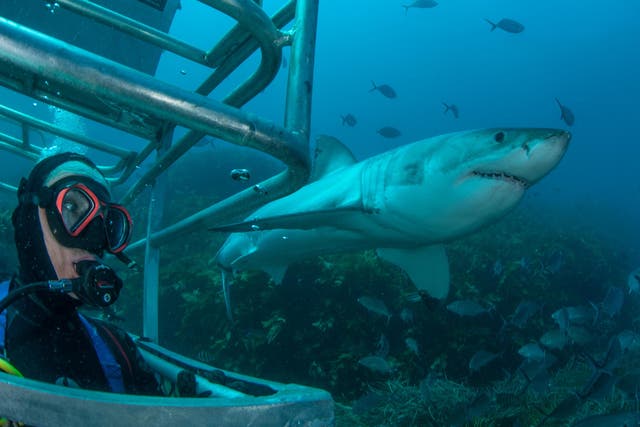 <p>Australia’s most wanted: the much misunderstood great white shark</p>