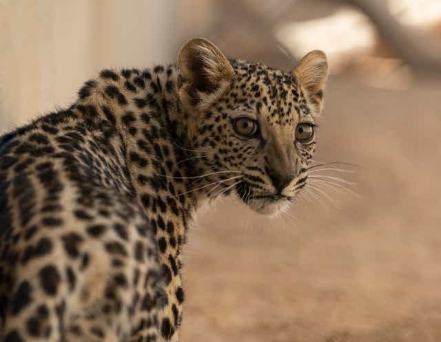 <p>A leopard cub at the Taif breeding programme in southern Saudi Arabia (David Chancellor)</p>