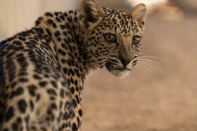 <p>A leopard cub at the Taif breeding programme in southern Saudi Arabia (David Chancellor)</p>