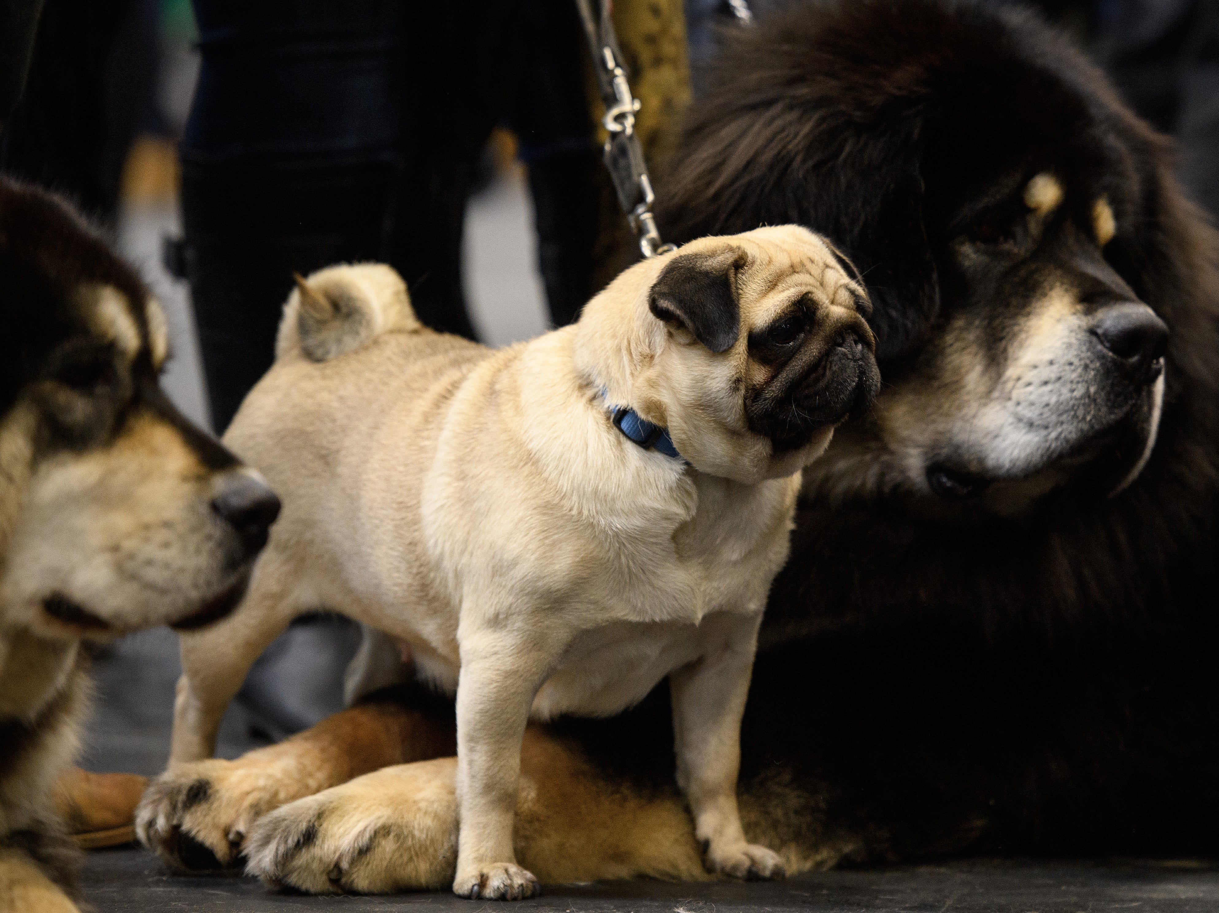 Czkwska the Pug (C) stands between two Tibetan Mastiffs at the Crufts dog show at the NEC Arena on March 8, 2018