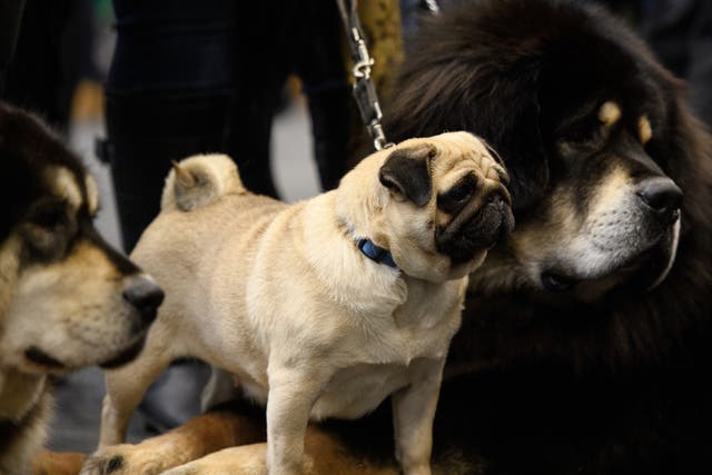 <p>Czkwska the Pug stands between two Tibetan Mastiffs at the Crufts dog show in 2018</p>
