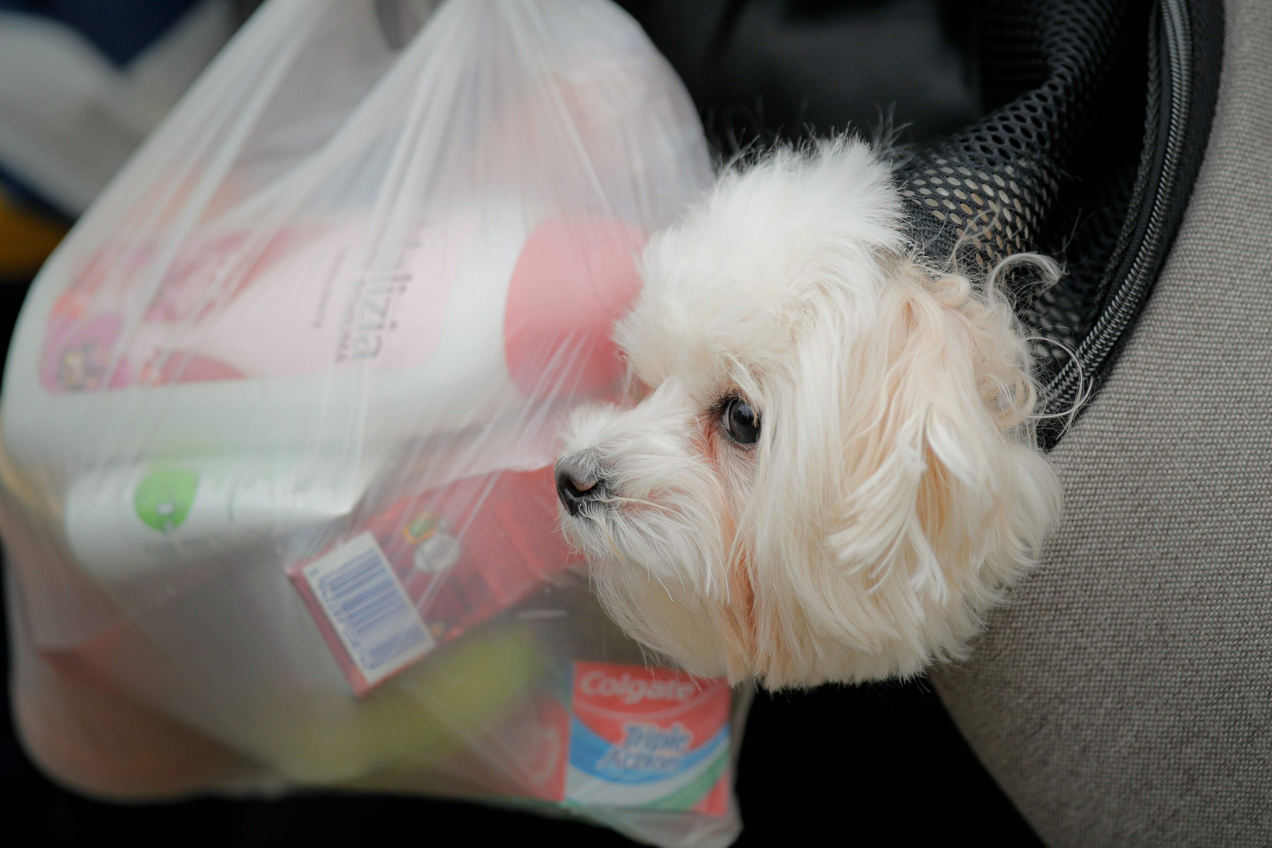 Some pet owners even looked back more fondly on getting their animal than on their wedding day