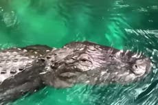 Alligator killed after it was filmed trying to bite woman’s paddleboard in Florida