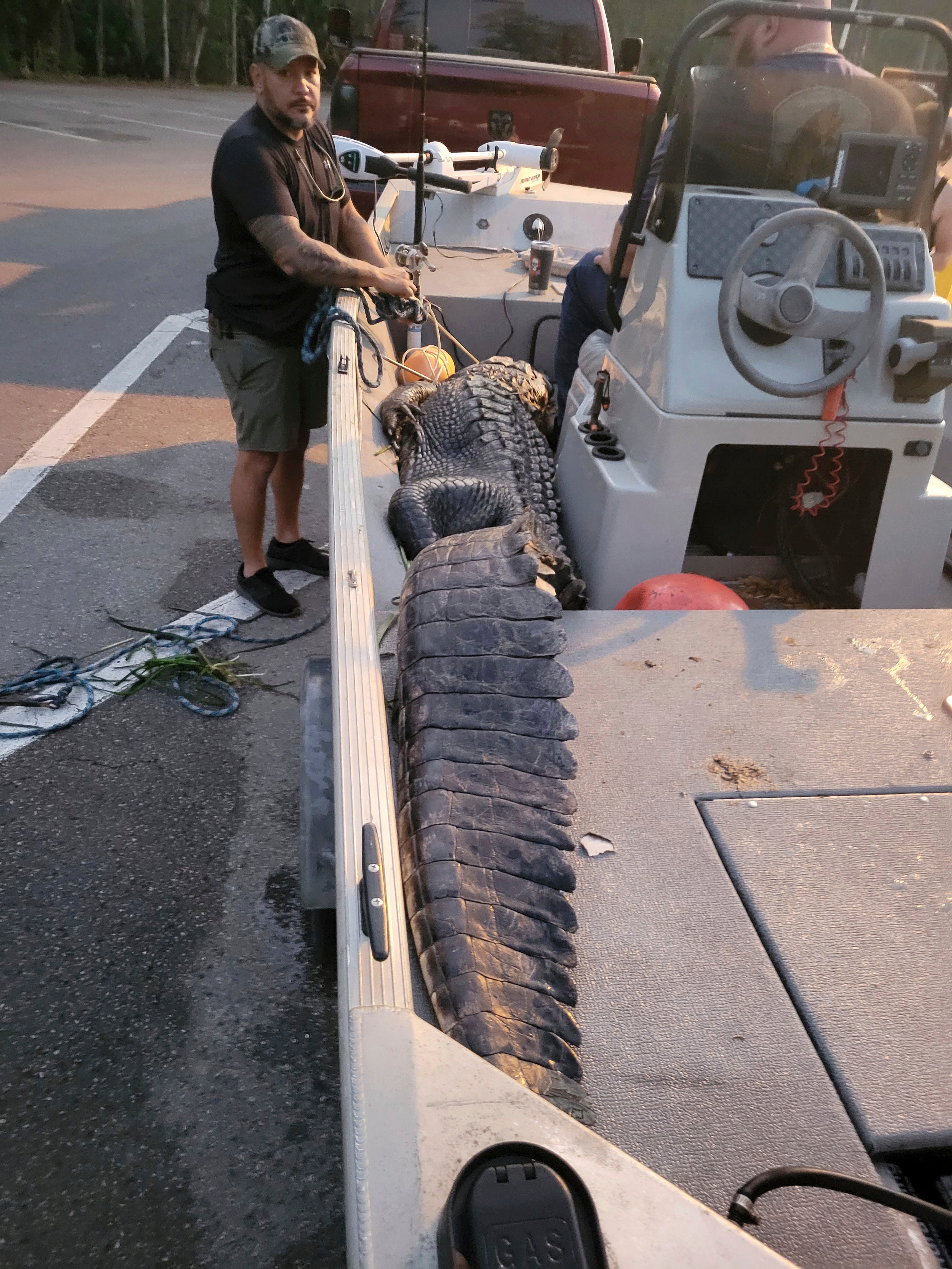 In this Feb. 22, 2022, photo taken by paddler Brady Toensing, 54, of Reddick, Fla., licensed alligator trapper Al Roberts stands with a nearly 12-foot alligator killed in Silver Springs State Park, Fla