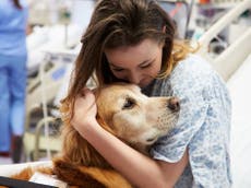 Therapy dogs can reduce pain in emergency room patients, new study says