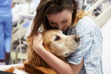 Therapy dogs can reduce pain in emergency room patients, new study says