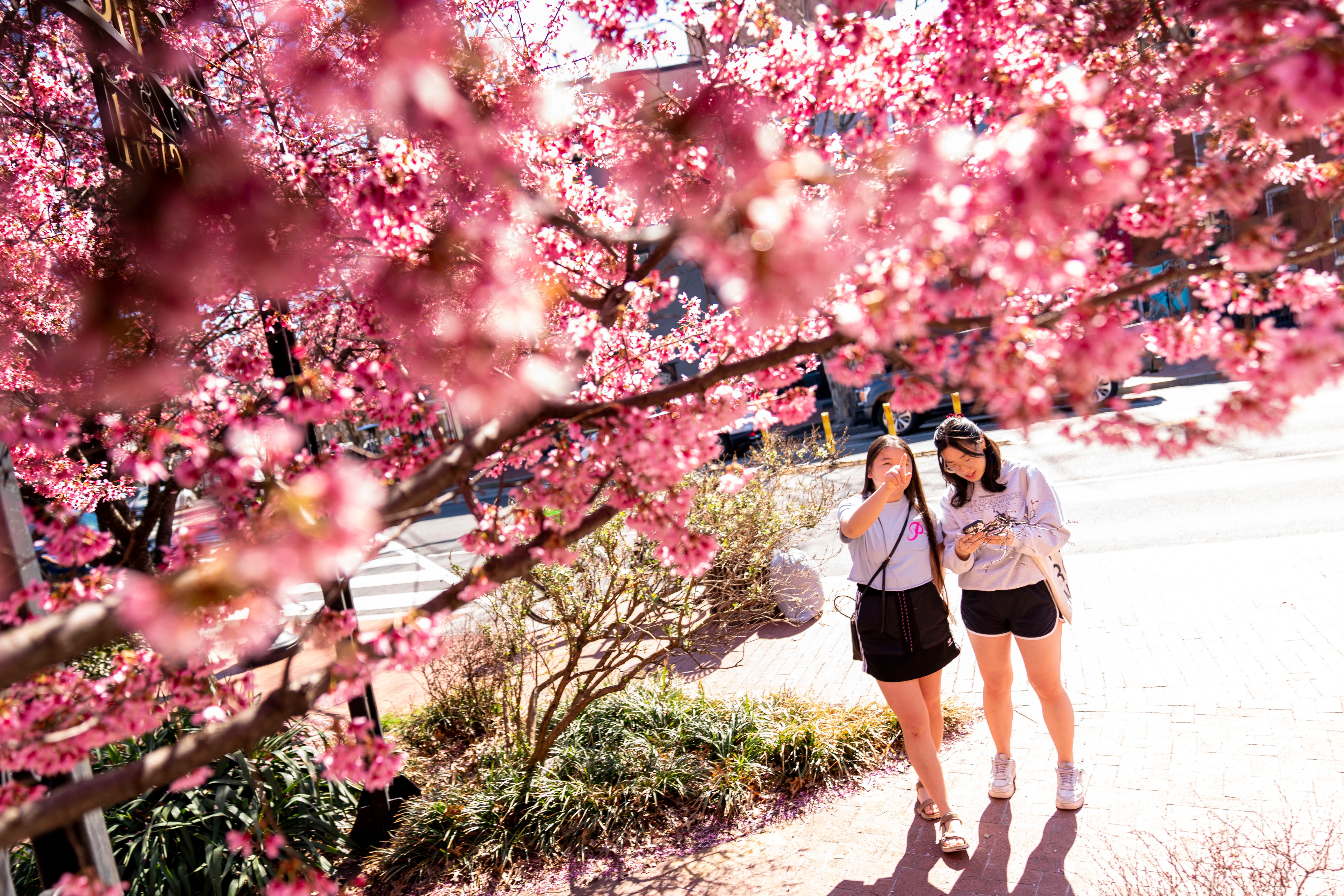 Nation's Capitol Cherry Blossoms