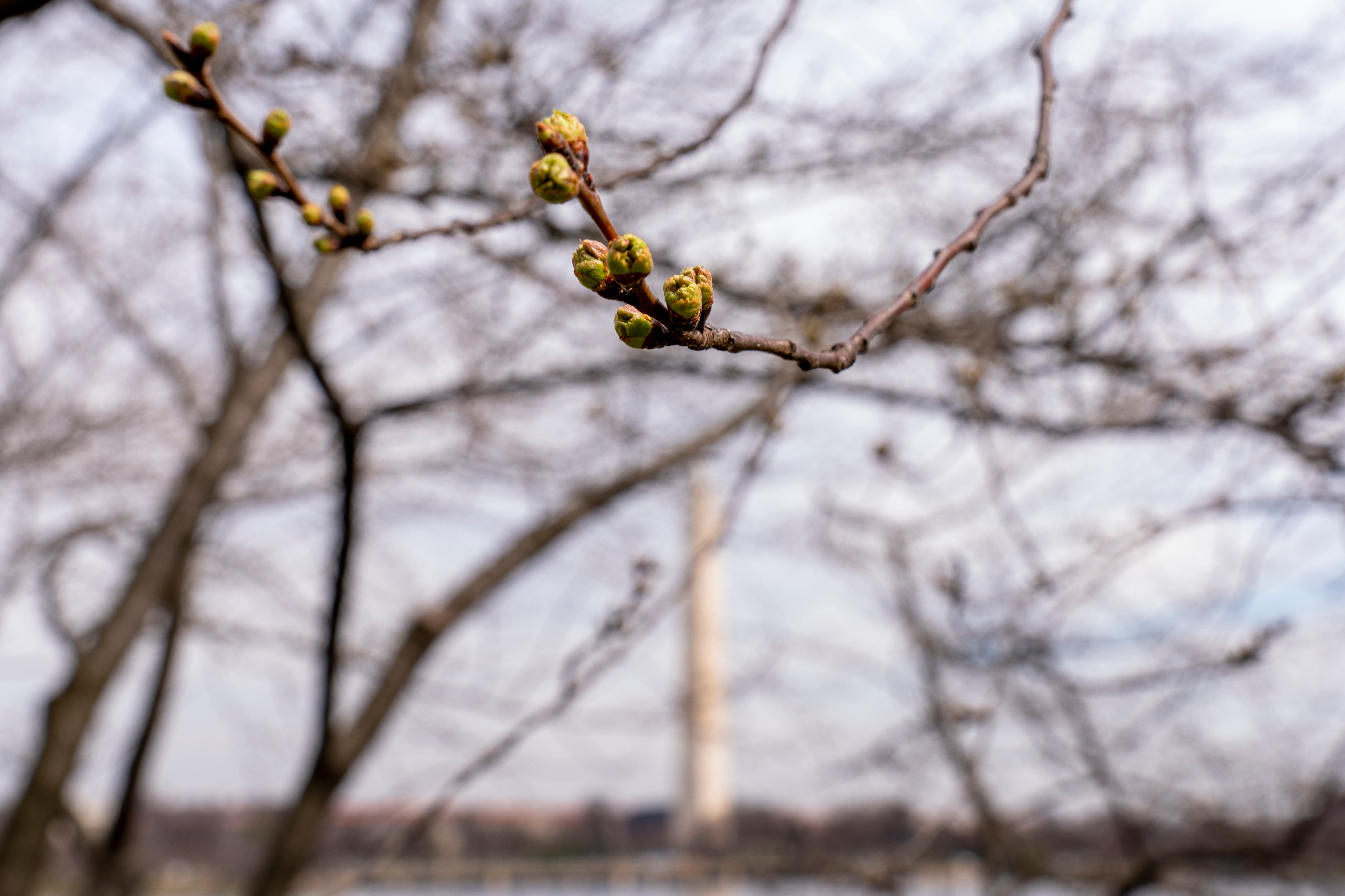 Nation's Capitol Cherry Blossoms