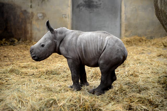 Queenie the white rhino, a new-born calf at Cotswold Wildlife Park and Gardens named in honour of the monarch’s Platinum Jubilee year (Rory Carnegie/PA)