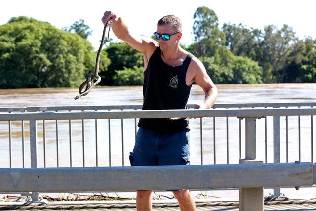 <p>A man handles a python snake searching for dry ground on a bridge in Logan, south of Brisbane, Australia</p>