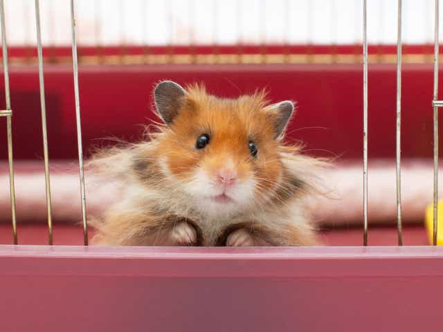 <p>Pet hamsters can pass on Covid-19 to humans, a study has revealed</p>
