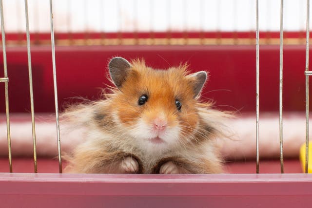 <p>Pet hamsters can pass on Covid-19 to humans, a study has revealed</p>