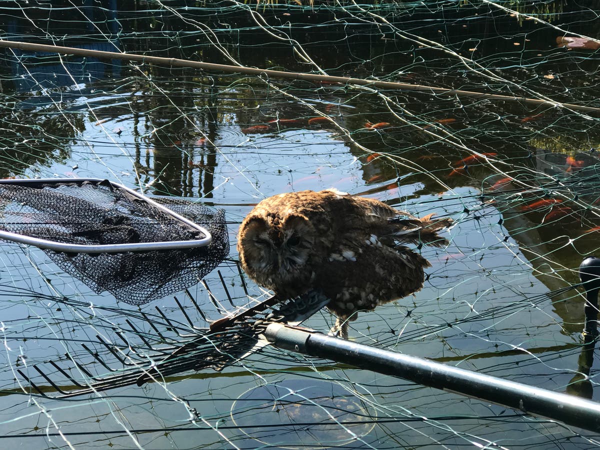 Tawny owl &lsquo;will live to fly another night&rsquo; after encounter with pond netting