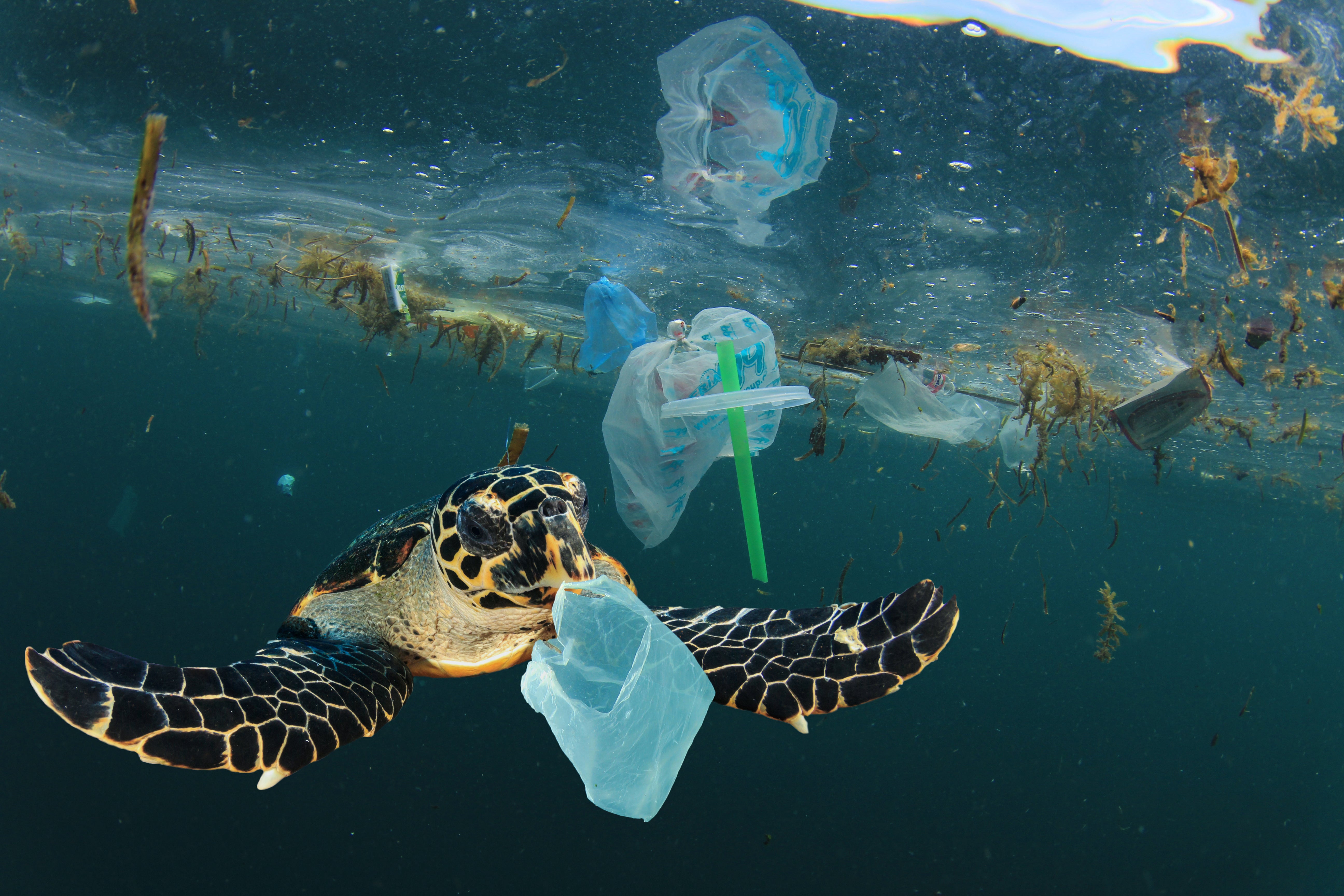 What stood out for us as an immediate environmental crisis was the ocean plastics emergency