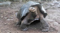 New lineage of giant tortoises discovered in Galápagos Islands by scientists from museum samples