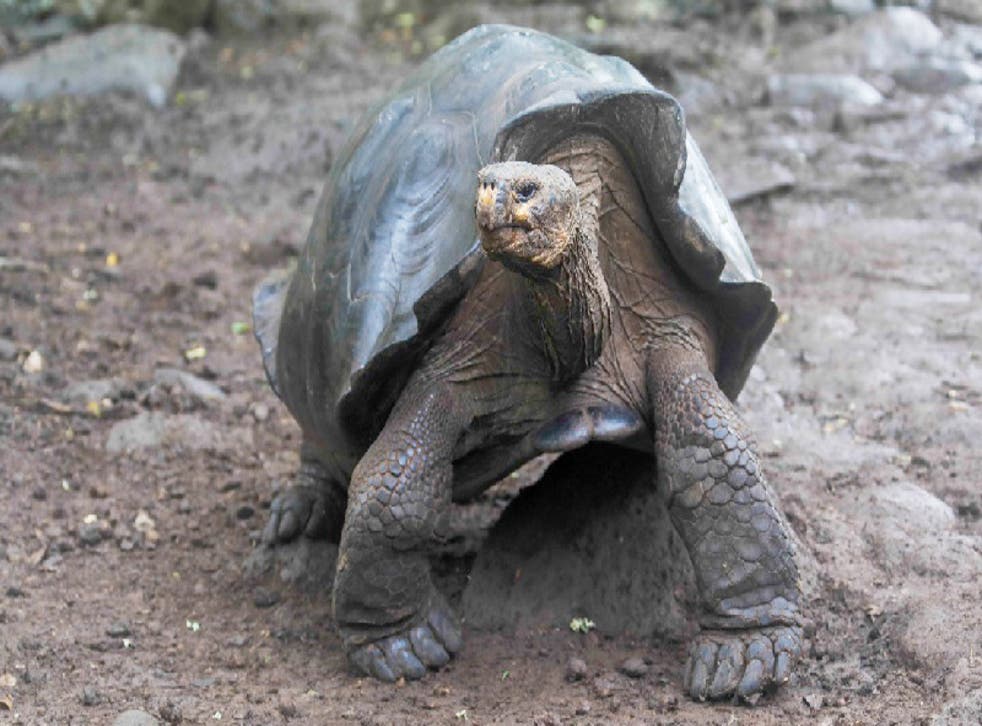 <p>Giant tortoise assumed to be ‘Chelonoidis chathamensis’ </p>