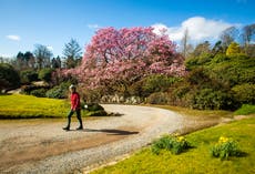 UK weather: Britain ‘to be warmer than Madrid’ as temperatures soar ahead of Cheltenham festival