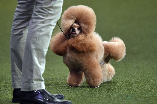 <p>Waffle, a Toy Poodle, cocks it's leg during the Best in Show event on the third day of the Crufts dog show at the National Exhibition Centre in Birmingham</p>