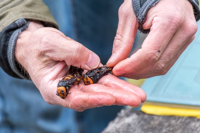 <p>Washington State Department of Agriculture entomologist Chris Looney holds a pair of Asian giant hornet’s caught in a trap near Blaine, Washington</p>