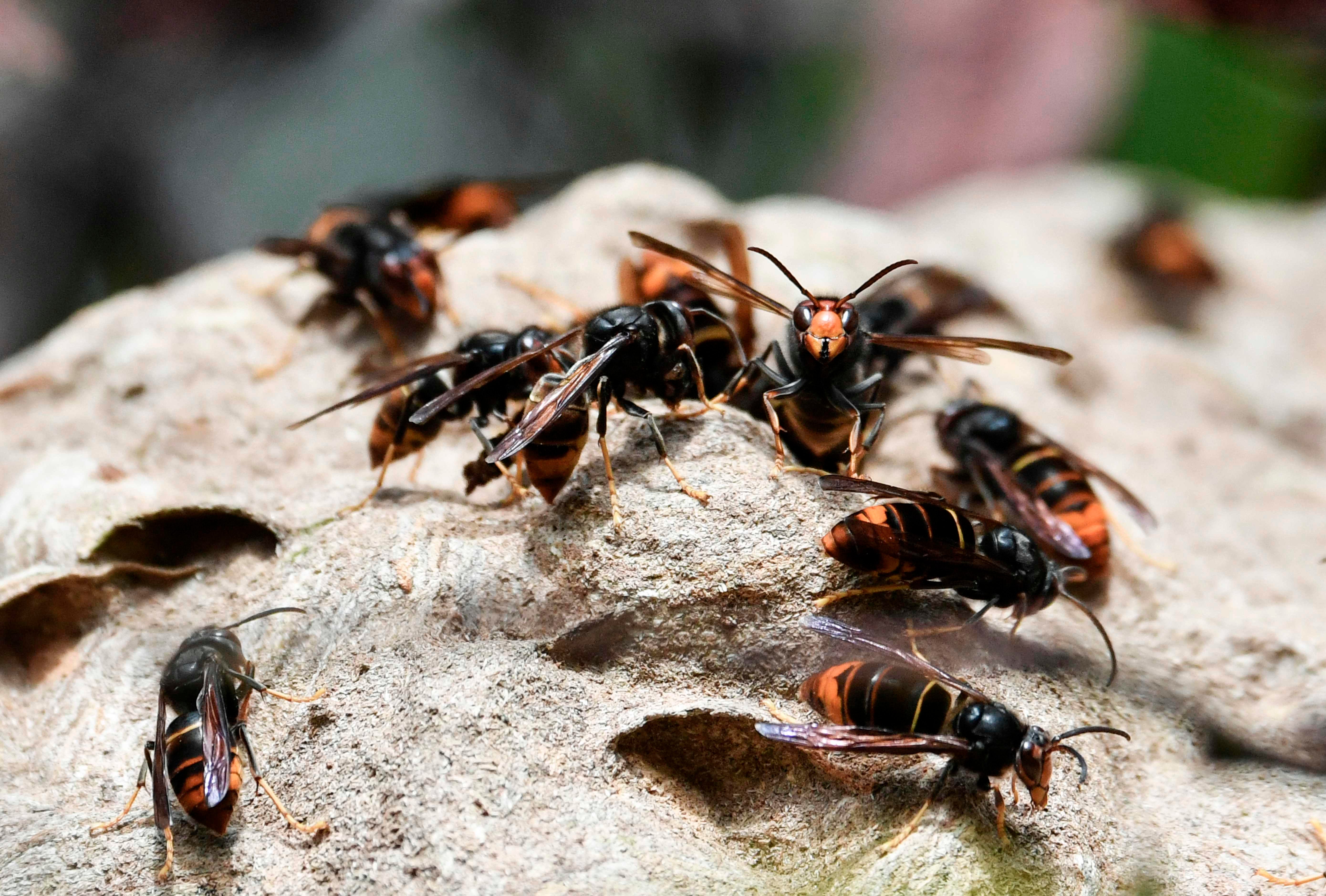 Asian hornets on their nest in Chisseaux near Tours, France