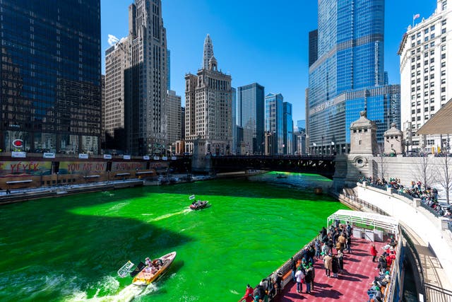 <p>The Chicago River appears green after the Plumbers Union Local 130 dyed it, Saturday, March 12 ahead of St Patrick’s Day on Thursday</p>