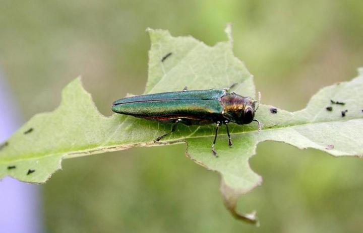 By the time the adult emerald ash borer (Agrilus planipennis) appears, it may be too late for nearby ash trees, as the pest inflicts the most damage in its larval form as it burrows beneath the bark of the tree