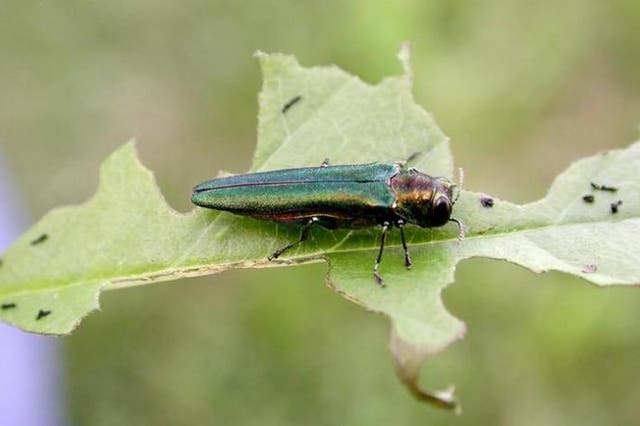 <p>By the time the adult emerald ash borer (Agrilus planipennis) appears, it may be too late for nearby ash trees, as the pest inflicts the most damage in its larval form as it burrows beneath the bark of the tree</p>