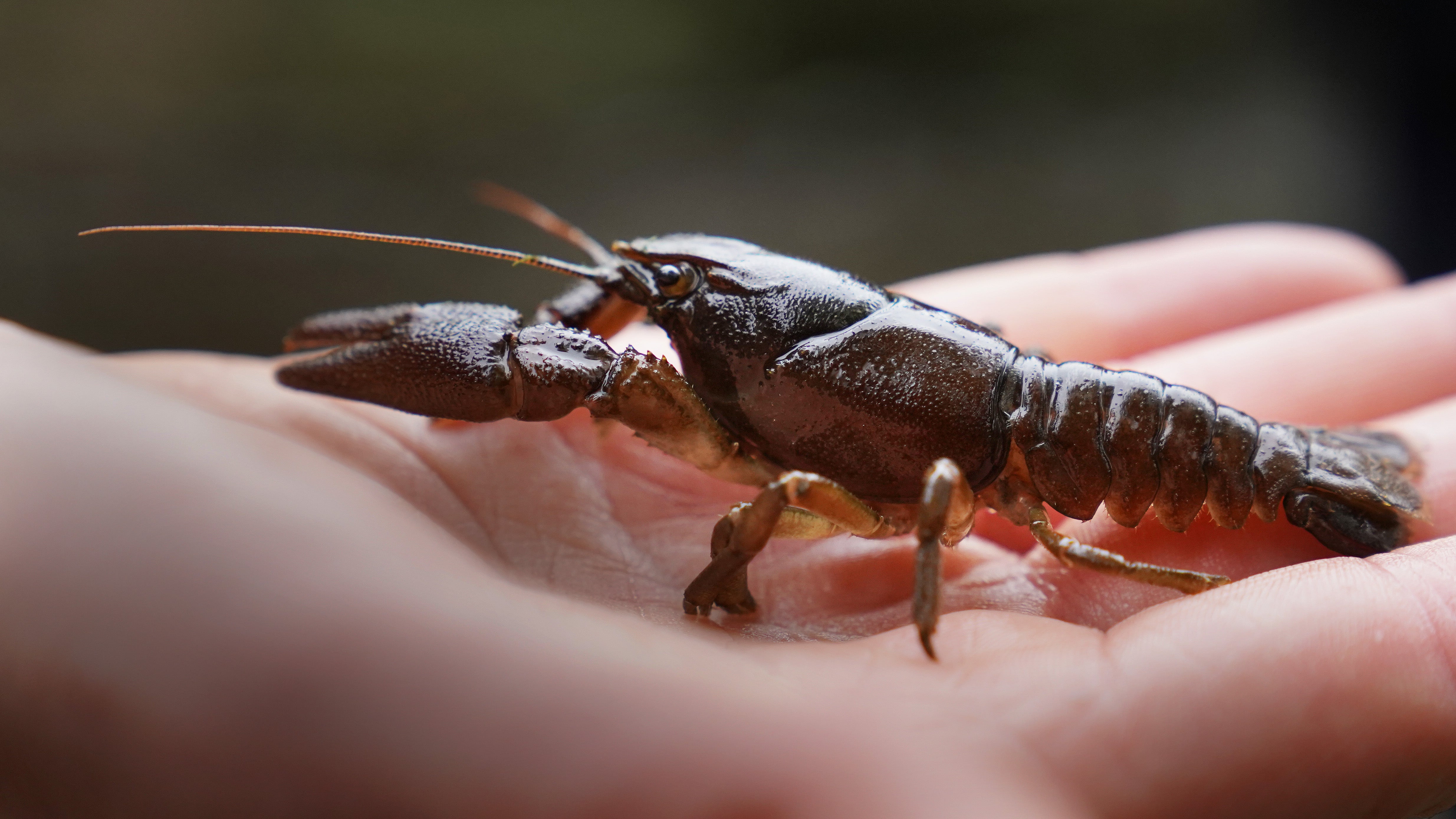 White-clawed crayfish are under threat due to bigger American invaders which can pass on a deadly bug (PA)