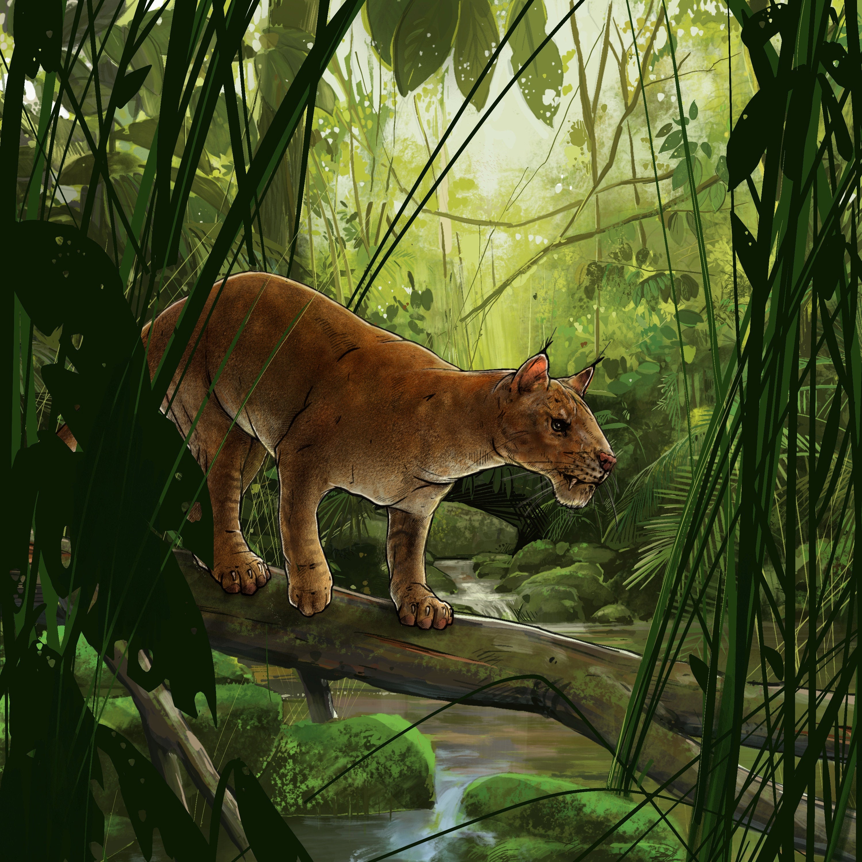 Cats evolved from a fierce sabre-toothed predator that prowled North America 42 million years ago