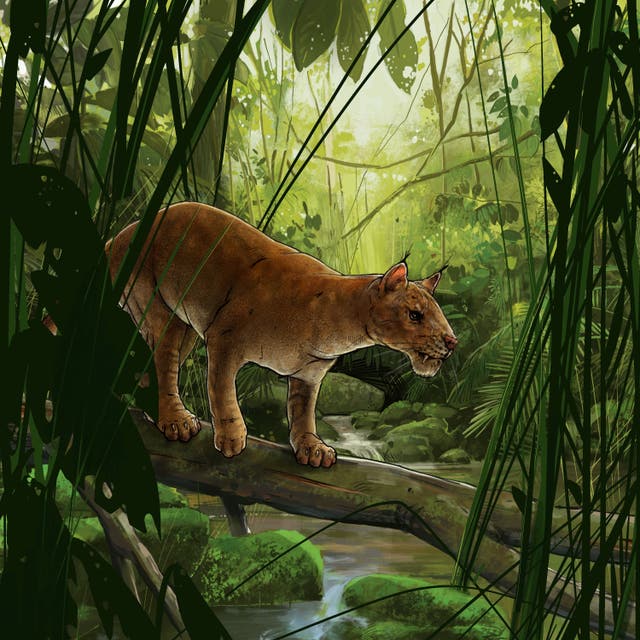 <p>Cats evolved from a fierce sabre-toothed predator that prowled North America 42 million years ago</p>