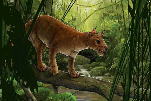 <p>Cats evolved from a fierce sabre-toothed predator that prowled North America 42 million years ago</p>