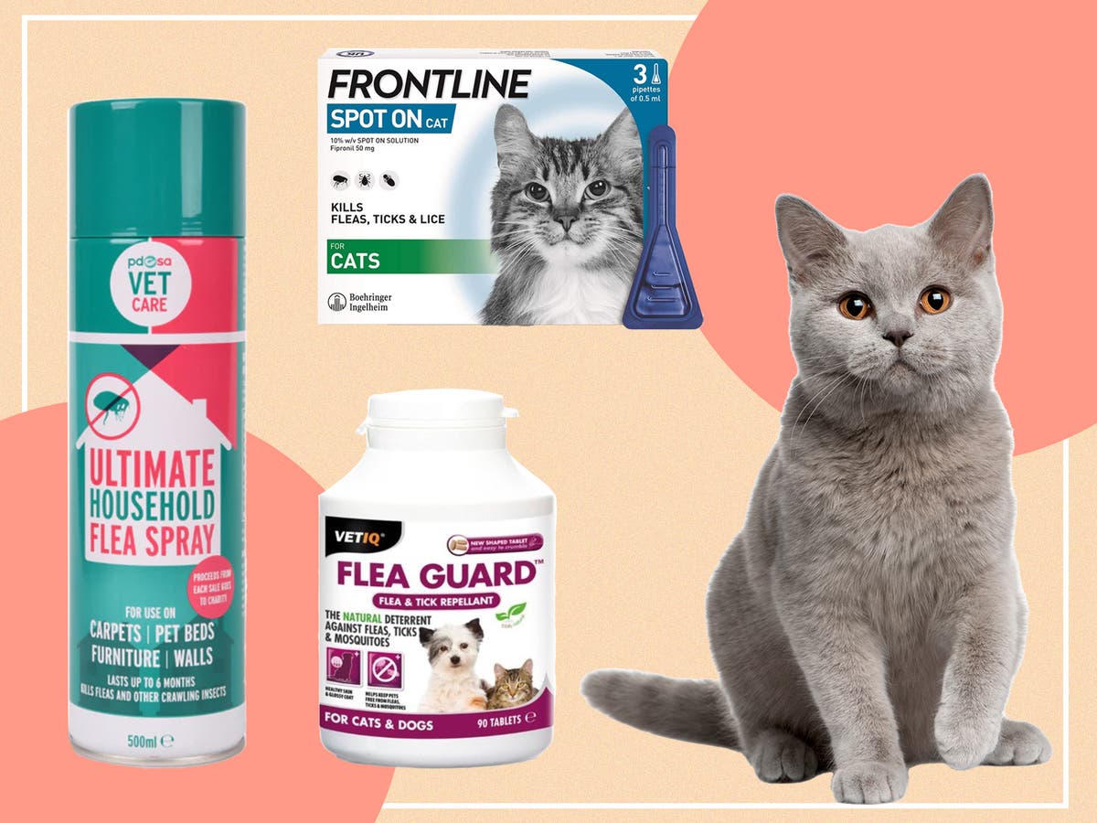Best flea treatment for cats 2022: Vet-approved spot-on and oral solutions  | The Independent