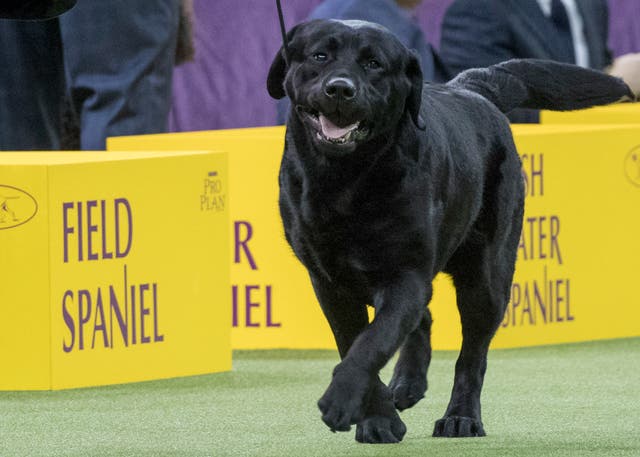 Dogs Popular Breeds