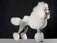 Poodles claim spot in top 5 most popular dogs for first time since 1997